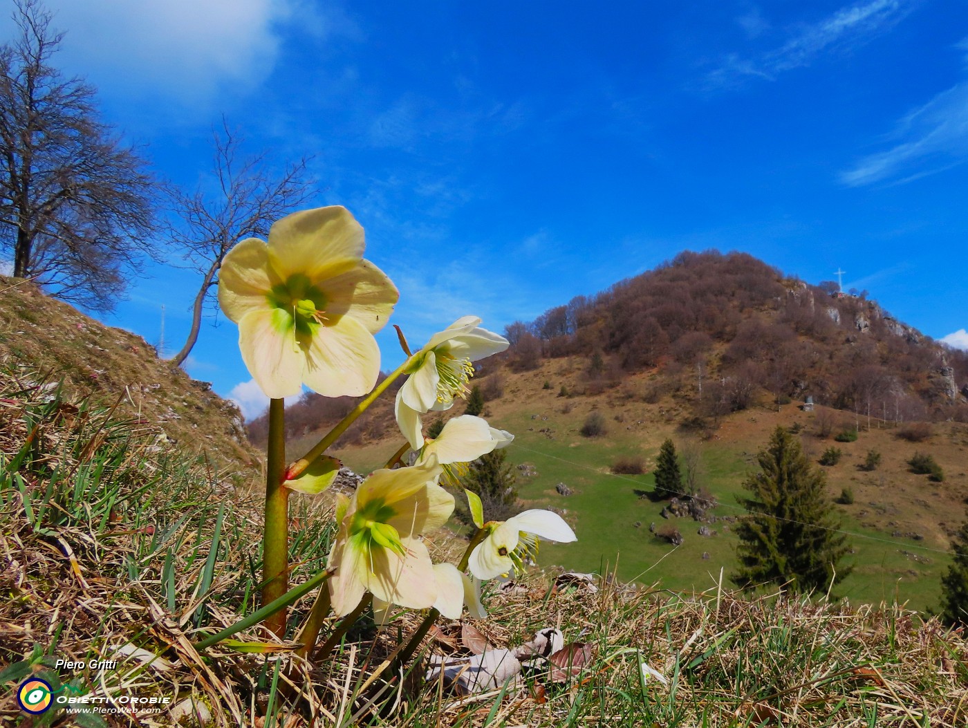 46 Helleborus niger (Ellebori) con vista sulla cima del Monte Zucco.JPG
